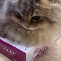 ティッシュ箱の上で『くつろぐ猫』→毛をかき分けてみると…可愛すぎる『まさかの状態』が61万再生「なんでだろうｗ」「別の使うしかないｗ」