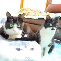 特大アザラシクッションを猫たちにあげた結果→翌日の様子を見てみると…想像以上に『微笑ましい行動』が話題「大人気」「あと２つは必要だね」