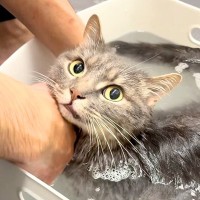 お風呂に入れようとしたら、鳴いて助けを求める猫→シャンプーを始めると…驚きの『態度の変化』が59万再生「偉い子」「かわいい表情」