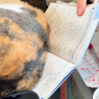 勉強中のお兄ちゃん→猫が『教科書の上』に乗ってきて…『ネコハラを受ける様子』に爆笑の声「理不尽ｗｗ」「どちらも愛おしい」と31万再生