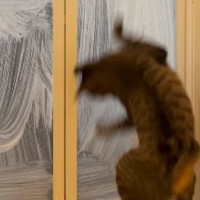 お風呂掃除中、『スポンジを追いかけ始めた猫』…『まさかの動き』が可愛すぎると16万再生「ステップやばいｗ」「ダンスを見ているみたいｗ」