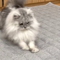カーペットを交換していると、猫たちが興味津々な様子で…『可愛らしい反応』に癒される人が続出「テンション高めｗ」「個性が出るね」
