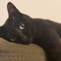 天気を気にする飼い主さん→隣には『くつろぐ黒猫』がいて…表情が可愛すぎると48万再生「うっとりとした顔がたまらん」「母性爆発した」