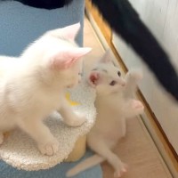 やんちゃな３匹の子猫→兄猫たちがしっぽで遊んでくれて…愛情にあふれた『神対応』に「優しい世界で癒された」「そっと見守ってる」と反響