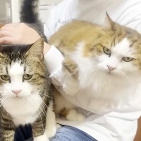 パパの膝に登って甘える猫→同居猫もやってくると…幸せいっぱいな『微笑ましい光景』に「親子揃って超甘えん坊ｗ」「お父さんモテ期やね」の声