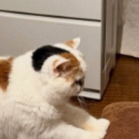 ソファを見たら、ネコが『まさかの体勢』をしていて…飼い主動揺の『クセ強すぎる光景』に「５度見するやつｗ」「体幹鍛えてるニャ」と反響
