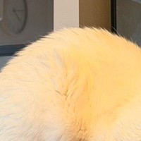 見守りカメラから愛猫に話しかけた結果…帰宅後の『まさかの光景』が尊すぎると３万いいね「絶大な信頼を得ているｗ」「涙が出てきた」