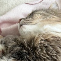 夫から『今天国にいる』とLINE→開いてみた結果……猫たちとの『羨ましすぎる光景』に「間違いないｗ」「まさに天国」と絶賛