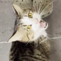 大好きなお父さんが帰宅すると、猫がやってきて…あまりにも尊い『熱烈なお出迎え』が47万再生「たまらんわｗ」「疲れも吹っ飛ぶね」と反響