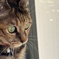 鳥を眺めていた猫→スッと立ち上がって…なんともいえない『座り方』に３万いいね「ぬいぐるみみたいｗ」「野生の目をしているｗ」と話題
