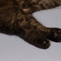 寝室に向かったら、『ベッドの上で猫』が……とっても幸せそうな『尊い寝姿』に「いくらなんでも可愛すぎる」「天使だ」と２万いいね