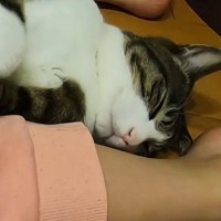 気持ちよさそうに眠っていた保護猫→子供が足の間に挟んでみると…あまりにも『無防備すぎる光景』に「猫とは思えないｗ」「癒されたｗ」