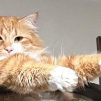 キャットタワーにいた2匹の猫、『おてて』をよく見ると…変身ポーズのような光景に「スーパーヒーローｗ」「にゃ面ライダー爆誕」と1万いいね