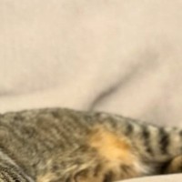 ソファでくつろぐ猫→飼い主と『そっくりの体勢』で……『まさかの光景』に「手の使い方がプロ」「もはや猫の皮を被った人間ｗ」と話題