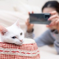 猫に『カメラ』を向けると目をそらす理由5つ　嫌がっているの？上手に撮るコツもご紹介