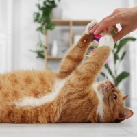 猫に対して『面倒くさがり』だなと感じる瞬間3選　よくある仕草や横着な行動の理由