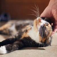 猫がいつもより『激しくスリスリ』するときの理由5つ　入念にしたがるワケや上手な応え方まで
