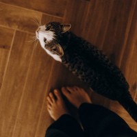 猫が飼い主を『守っている』ときの行動5選　助けようとする理由から上手な応え方まで