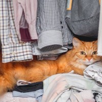 猫が『隠れやすい』お家の中の場所4選　身を潜める理由や出てこないときの対処法