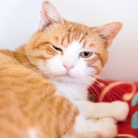 猫の『目の様子』からわかる3つの心理　変化する理由や気持ちを見分けるポイント