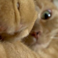 おててを伸ばしていた猫→ちょっと顔を近づけた途端に…『まさかの行動』に爆笑の声「お顔はカワイイままなのにｗ」「怖すぎて笑う」
