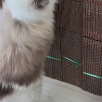 猫が引っ越し用の『大量のダンボール』を見た結果…笑ってしまう光景に１万いいね「うっきうきｗ」「やっぱり新品よねｗ」と話題