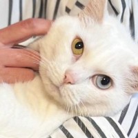 大好きなママに『抱っこされる猫』→『足』を見ると……思わず笑ってしまう光景に「えーっ見事なまでにｗ」「かわいいｗ」とSNSで反響