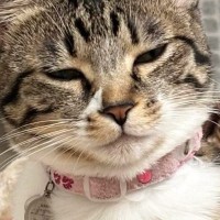 『爆睡していた猫』→頭を見ると、『まさかの寝癖』がついていて……尊すぎる瞬間に「おおおっ立派」「表情もかわいいｗ」と反響