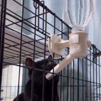 水を飲むと泡が出ることに気づいた黒猫…『まさかの行動』が可愛すぎると２万いいね「ずっと見ていられる」「気づくの賢いｗ」と話題