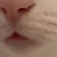 『変な夢を見た』と思ったら、ネコが……目が覚めた瞬間の『まさかの光景』に２万いいね「起きたら天国だったねｗ」「最高すぎる」と話題