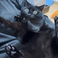 おしりをなでなでされていることに『気づいた黒猫』…まさかの『豹変ぶり』に40万いいね「すごい固まり方してるｗ」「人生で一番面白かった」