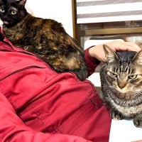 パパのことが大好きな女子猫たち→熱烈にアピールして…愛を感じる『争奪戦』が11万再生「ニャバクラ状態」「ニヤニヤしっぱなしだった」