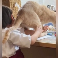 色塗りを楽しんでいた子ども→『かまってほしい猫』がやってきた結果…まさかの光景に「絶対わざとやってるｗ」「とんでもない可愛さ」と話題