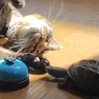 おうちの中で一緒に過ごす『猫と亀』…種族を超えた『平和なやり取り』に癒される人が続出「なんて幸せな空間」「とても尊い」と２万いいね