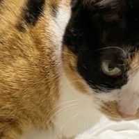 猫が足を踏んでくるのは、“偶然”ではなかった…思わず『ニヤけちゃう瞬間』に14万いいねの反響「知ってたｗｗ」「ご褒美でしかないのよ」