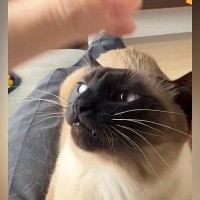 膝の上に乗る猫→頭をなでられると、『表情が変化』して……可愛すぎる反応に２万いいね「お口がもうたまらない」「臨戦態勢だったｗ」