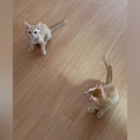 『ニャオー』と鳴いていた兄猫→となりにいた『妹猫の鳴き声』を聞くと…尊すぎる瞬間が22万再生「おチビ特有のやつｗ」「何回も聞いたｗ」