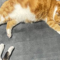 まったりと寝ている『２匹の猫』を見ると→形が『文字』に見えて…奇跡的な瞬間に「完璧だ」「きれいだね」とSNSで反響