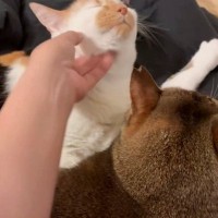 先輩猫を嫉妬させずに『後輩猫を撫でる方法』とは……飼い主が編み出した『まさかの解決策』が123万表示「よく思いついたね」「器用ｗｗ」