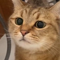 部屋を移動するたびに後をついてくる『甘えん坊な猫』…思わず笑う『可愛いストーカー』ぶりに「いろいろな所に出没するｗ」「チェックしにきたｗ」