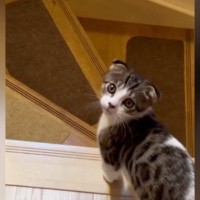 階段を下りようとしていた子猫→『名前』を呼んでみたら…尊すぎる『まさかの行動』が25万再生「変な声出たｗ」「何度も呼びたくなるね」