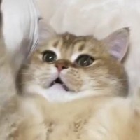 『子猫のときの遊び』を『大きくなった猫』に試してみた結果…たまらなく可愛い反応が70万再生「赤ちゃんみたいｗ」「キュンキュンきた」