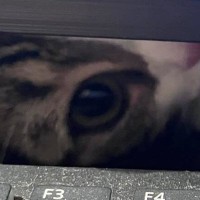 パソコンで勉強をしていると、猫が…いろいろな角度から見てくる『可愛すぎる光景』に３万いいね「勉強どころやないｗ」「集中できないｗ」
