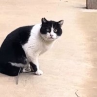 『足に罠がついたまま歩いていた猫』との出会いから２年…保護までの記録と『現在の様子』が103万再生「最後泣いてしまった」「ありがとう」