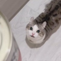 ネコがトマト缶を『猫缶』と勘違いした結果…止まらない『全力アピール』が可愛すぎると123万再生「鳴りやまないｗ」「目の輝きが凄いｗ」