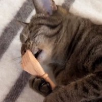 ネコが『孫の手』を持って……上手に使いこなす『まさかの光景』に笑ってしまう人が続出「器用に使ってて素晴らしいｗ」「かわいすぎｗ」
