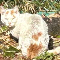 『ガリガリでボサボサだった野良猫』を保護→愛情を注いだ結果…別猫のような『現在の様子』に「もう泣きそう」「愛は偉大だね」と２万いいね