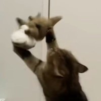 久しぶりに猫の『お気に入りのぬいぐるみ』を取り出したら……笑わずにはいられない光景に「仲がいいのか悪いのかｗ」「容赦ないねｗ」の声