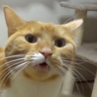 飼い主に甘える猫→もっと撫でてほしくて…ニャーではない『まさかの鳴き方』が尊すぎると107万再生「涙出てきた」「撫で回すしかない」