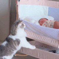 赤ちゃんが家に来て14日目→『猫たちの様子』を見ていると…賑やかな日常にほっこりすると44万再生「本当に癒された」「幸せをありがとう」